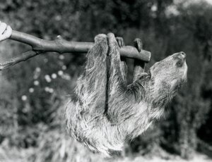 Two-toed Sloth at London Zoo, September 1925 by Frederick William Bond