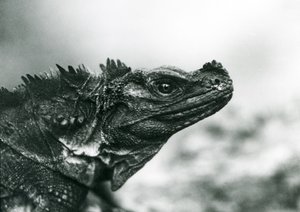 A vulnerable Sailfin Lizard at London Zoo in 1928