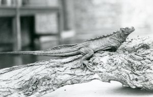 A vulnerable Sailfin Lizard resting on a log at London Zoo in 1928 by Frederick William Bond