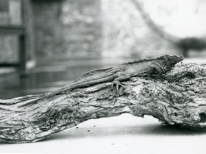 A vulnerable Sailfin Lizard resting on a log at London Zoo in 1928 by Frederick William Bond