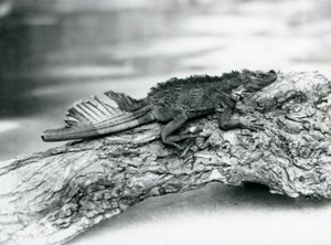 A Vulnerable Sailfin Lizard, with a Damaged Tail, Resting on a Log at London Zoo in 1929 by Frederick William Bond