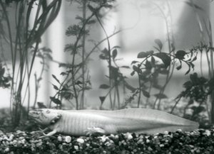 A white Axolotl/Mexican Salamander resting on gravel on the floor of a tank at London Zoo in 1928