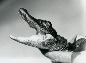 A young Alligator held around the neck by its keeper, London Zoo, August 1928 by Frederick William Bond