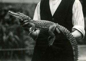 A young American Alligator held by its keeper, London Zoo, 1924 by Frederick William Bond