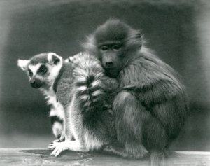A Young Baboon Cuddles Up to a Ring-tailed Lemur on a Beam, London Zoo, 1925 by Frederick William Bond