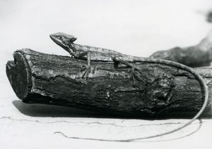 A young Basilisk Lizard resting on a log at London Zoo in August 1928 by Frederick William Bond
