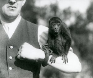 A Young Black Howler Monkey Sits on a Man