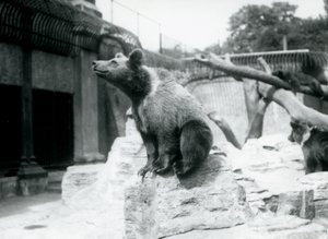 A young Brown Bear sitting on a rock in the foreground with another walking behind, and third sleeping on a branch, London Zoo, August 1913 by Frederick William Bond