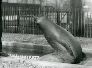 A young Elephant Seal reaching backwards, London Zoo