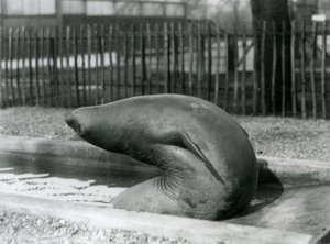 A young Elephant Seal reaching backwards, London Zoo by Frederick William Bond