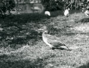 A Young Gannet Standing on Grass at London Zoo by Frederick William Bond