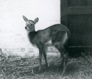 A young Lechwe standing on hay, London Zoo, January 1926 by Frederick William Bond
