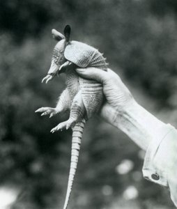 A Young Nine-banded Armadillo Held Up in a Keeper