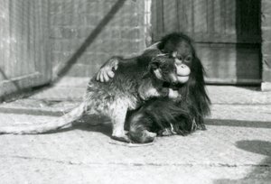 A Young Orangutan Hugs a Tree Kangaroo at London Zoo in 1927 by Frederick William Bond