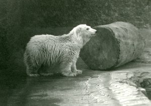 A young Polar Bear at London Zoo in November 1924 by Frederick William Bond