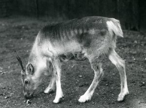 A young Reindeer at London Zoo, 1925 by Frederick William Bond