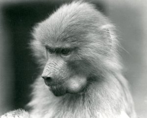 A young Sacred Baboon with its cheek pouch full, London Zoo, 1925 by Frederick William Bond