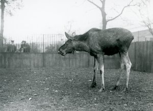 A Young Bull Elk/Moose, with Wounds of Recently Shed Antlers, Standing in His Paddock at London Zoo by Frederick William Bond
