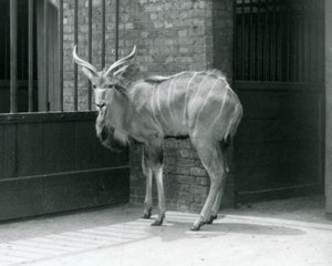 A Young Male Greater Kudu Standing in His Enclosure at London Zoo in 1929 by Frederick William Bond