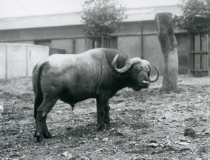 An African Buffalo, or Cape Buffalo, standing in his paddock at London Zoo by Frederick William Bond