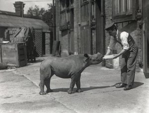 An African Rhinoceros, Kathlene, and Keeper Harry Warryck at ZSL London Zoo, September 1928 by Frederick William Bond