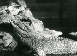An American Alligator resting in a pool, looking up by the rocks at the side of the pool, London Zoo
