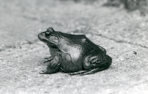 An American Bullfrog, London Zoo, 1925 by Frederick William Bond