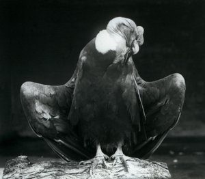An Andean Condor Resting on a Log, London Zoo, 1925 by Frederick William Bond