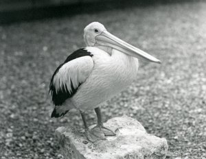 An Australian Pelican standing on a stone at London Zoo in 1929 by Frederick William Bond