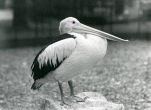 An Australian Pelican standing on a stone at London Zoo in 1929 by Frederick William Bond