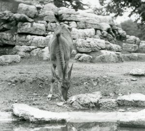 An Eland grazing in the Antelope Paddock at London Zoo in 1929 by Frederick William Bond