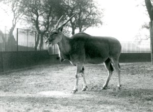 An Eland in its paddock at London Zoo in June 1925 by Frederick William Bond