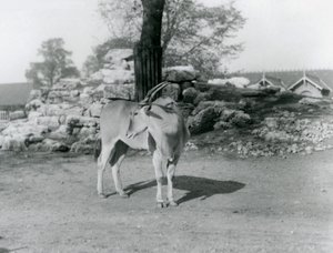 An Eland standing in its paddock at London Zoo in 1929 by Frederick William Bond