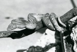 An Emerald Tree Boa with its body coiled along a branch, London Zoo, October 1928