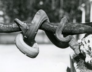 An Emerald Tree Boa with its body coiled along a horizontal branch, looking down towards the ground, London Zoo, October 1928