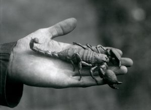 An Emperor Scorpion held in the palm of a keeper