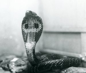 Indian Spectacled Asian Binocellate Cobra with Raised Head and Flared Hood, London Zoo, October 1925