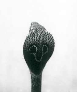 Indian Spectacled Asian Binocellate Cobra with Raised Head and Flared Hood, London Zoo, October 1925