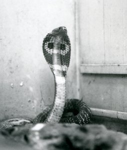 Indian Spectacled Asian Binocellate Cobra with Raised Head and Flared Hood, London Zoo, October 1925