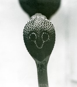 Indian Spectacled Asian Binocellate Cobra with Raised Head and Flared Hood, London Zoo, October 1925