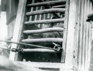 An Indian Rhinoceros peers out of its wooden transportation crate on arrival at London Zoo in 1924 by Frederick William Bond