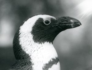 Adult Black-footed Jackass African Penguin at London Zoo, September 1925