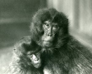 An Adult and Young Gelada Bleeding Heart Monkey at London Zoo in January 1925 by Frederick William Bond