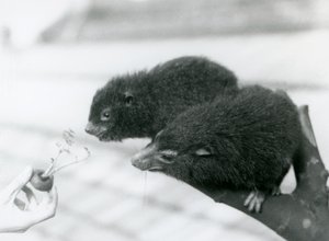 An Adult and Young Western Tree Hyrax Sitting on a Branch and Leaning Over to a Carrot Top Being Held for Them to Eat, London Zoo by Frederick William Bond