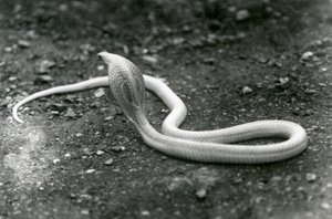 An Albino Indian Spectacled Asian Binocellate Cobra with Its Head Raised and Hood Spread, London Zoo, September 1924