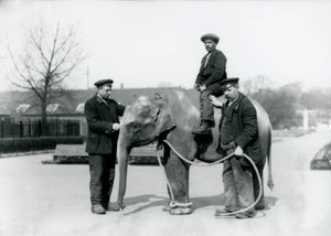 An Baby Indian Elephant with Keepers A. Church and H. Robertson at London Zoo, June 1922 by Frederick William Bond
