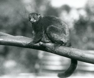 An endangered Coquerel