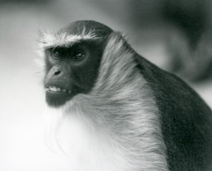An endangered Roloway Monkey at London Zoo by Frederick William Bond