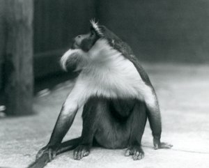 An Endangered Roloway Monkey Sitting on the Ground, Looking Upwards, While Holding Its Tail, London Zoo, 1927 by Frederick William Bond
