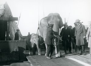 Asian elephants alighting from a boat en route to London Zoo in 1927 by Frederick William Bond